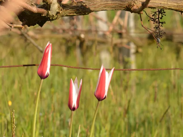 Tulipa clusiana